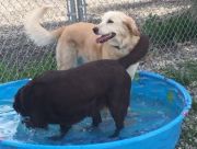 Playing in a pool on a hot day