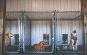 Kennels