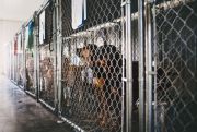 Kennels