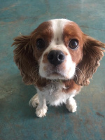 An adorable visitor