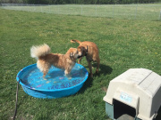 Playing in a pool on a hot day
